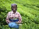 Woman harvesting tea leaves